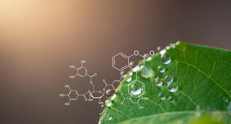 Two Days Hands on Training in Phytochemistry